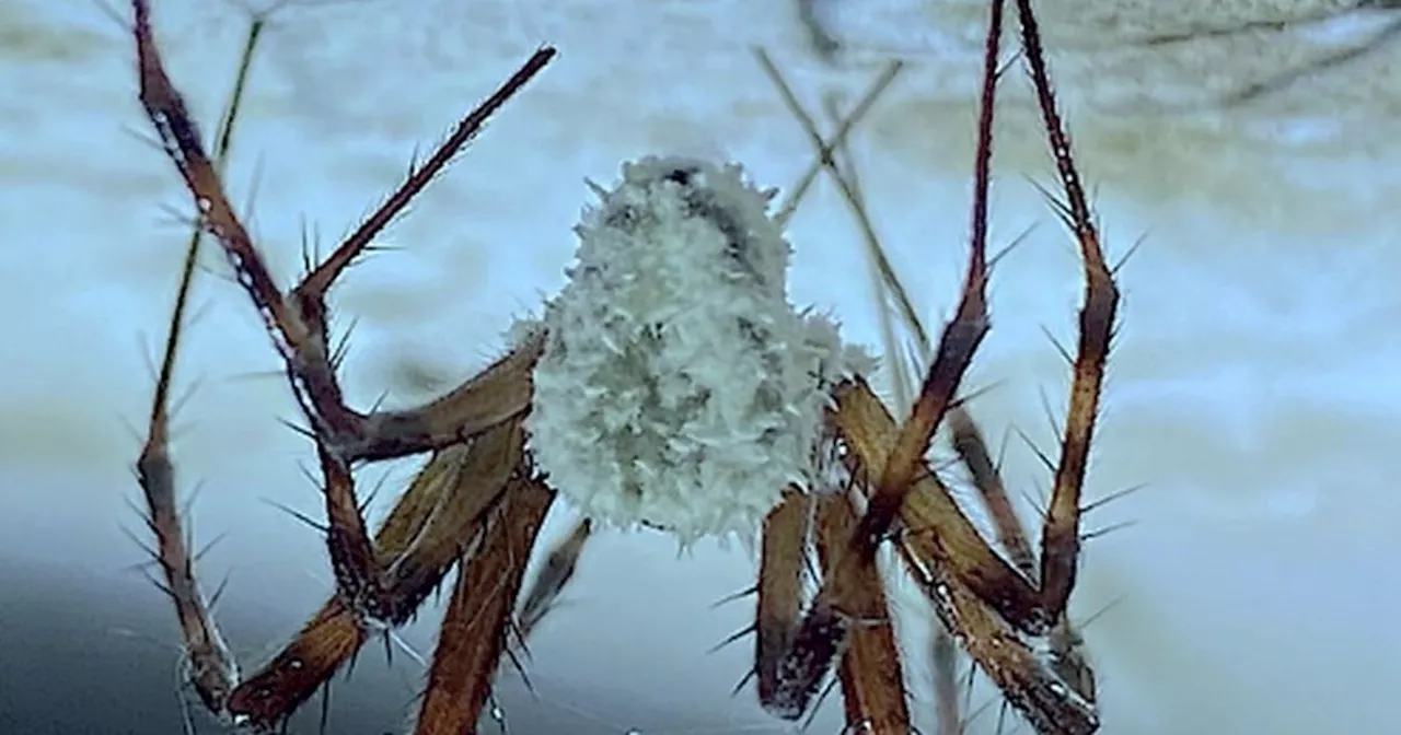 Zombie Spiders Discovered in Irish Caves