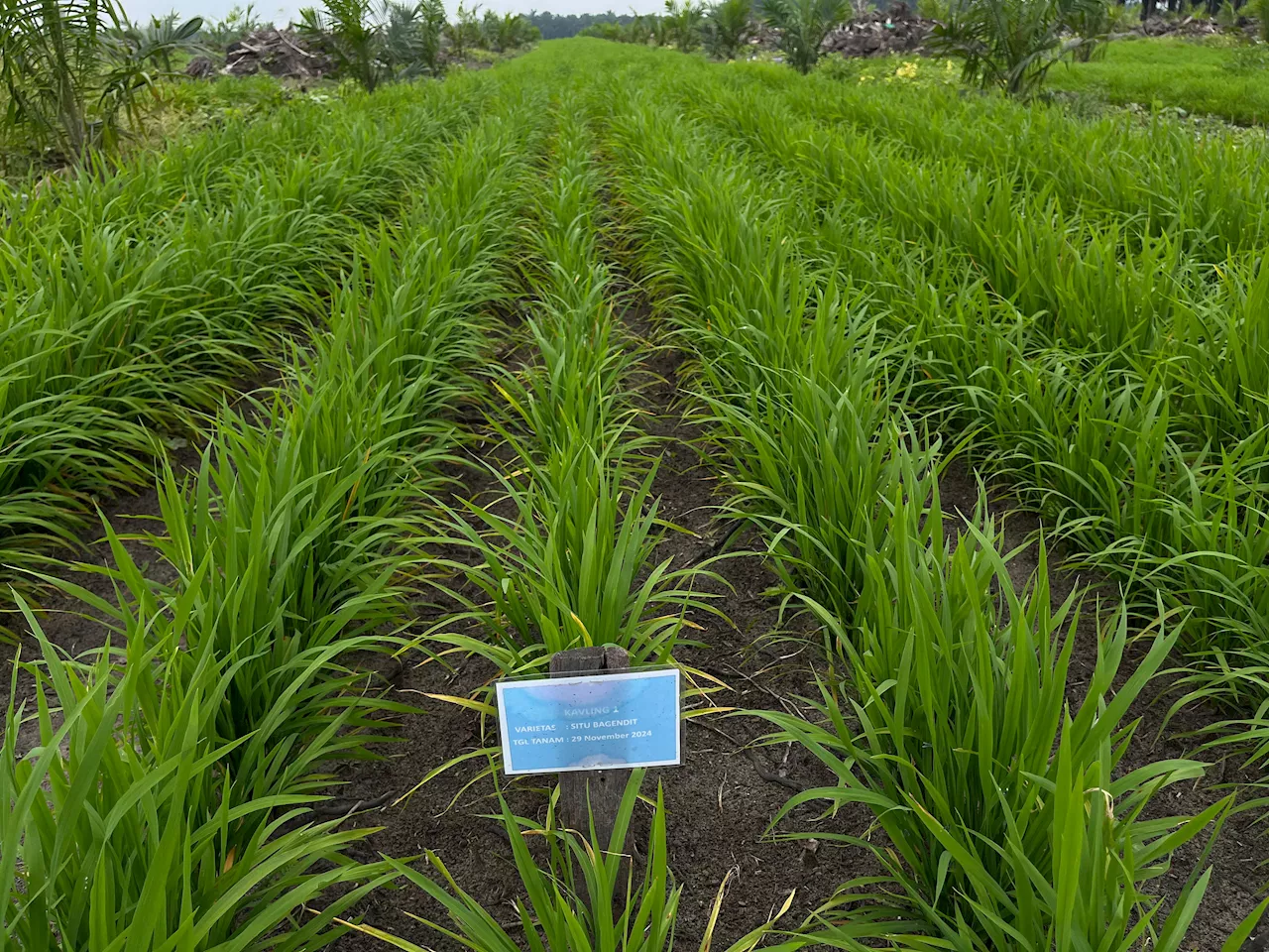 PTPN IV PalmCo Perluas Program Tanam Padi ke Provinsi Jambi