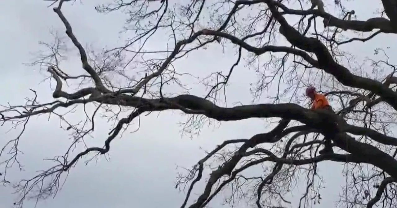 East Bay Trees Weather Storm with Minimal Damage