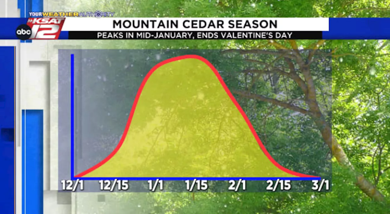 MOUNTAIN CEDAR: Elevated counts observed as we approach the end of the season