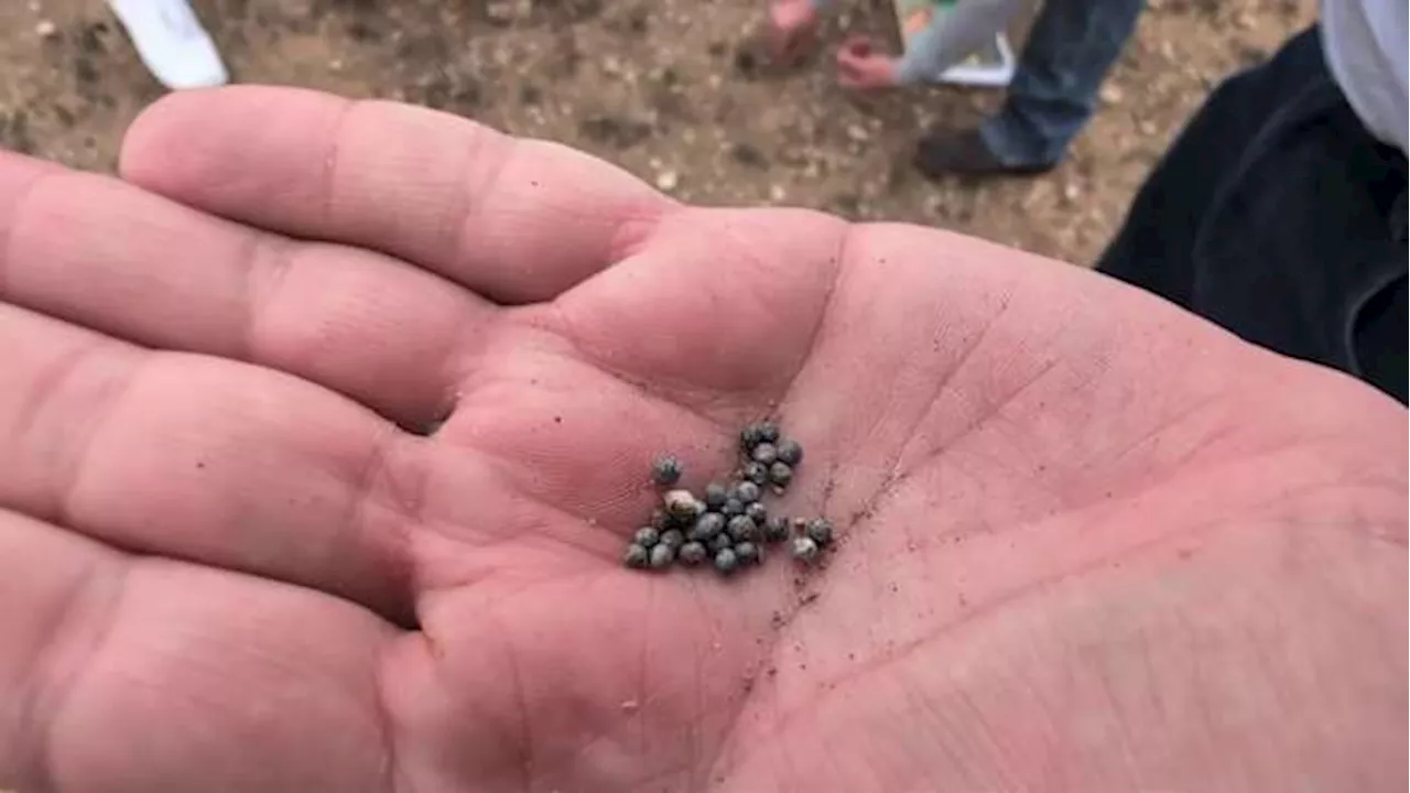 Shotgun pellets litter Leon Creek Greenway Trail near Northwest Side gun club