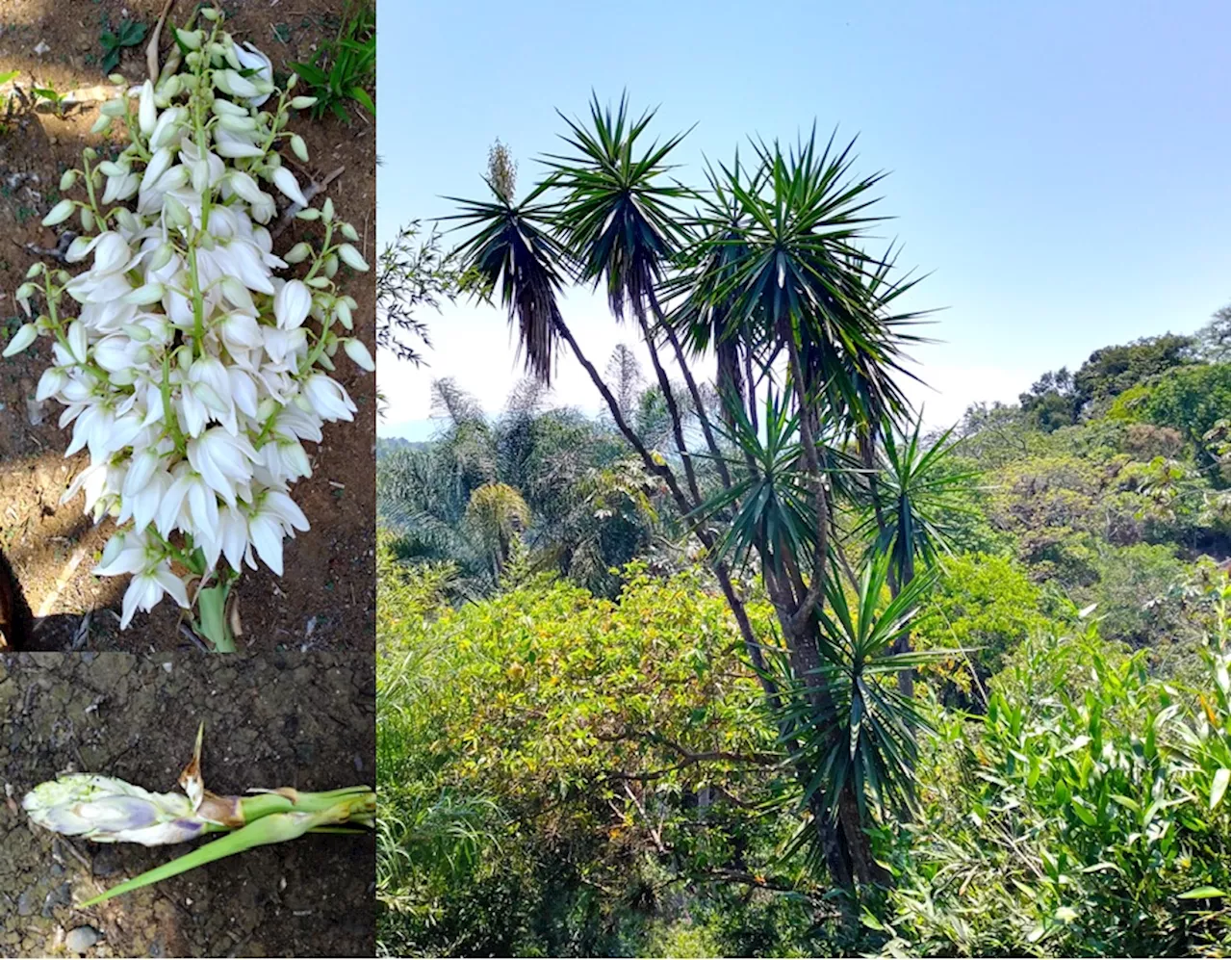 Flor de izote o palmo, una flor en la cuaresma