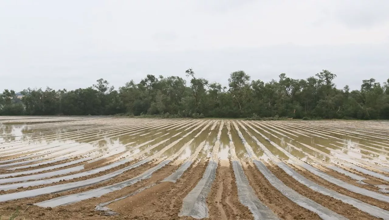 Indemnisation pour les Pertes Agricoles suite aux Grêles et Inondations dans le Gers