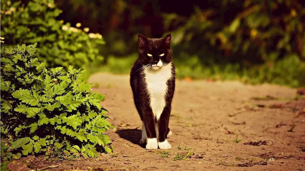 Béziers : Le Tribunal Condamne une Femme pour les Faits de son Chat