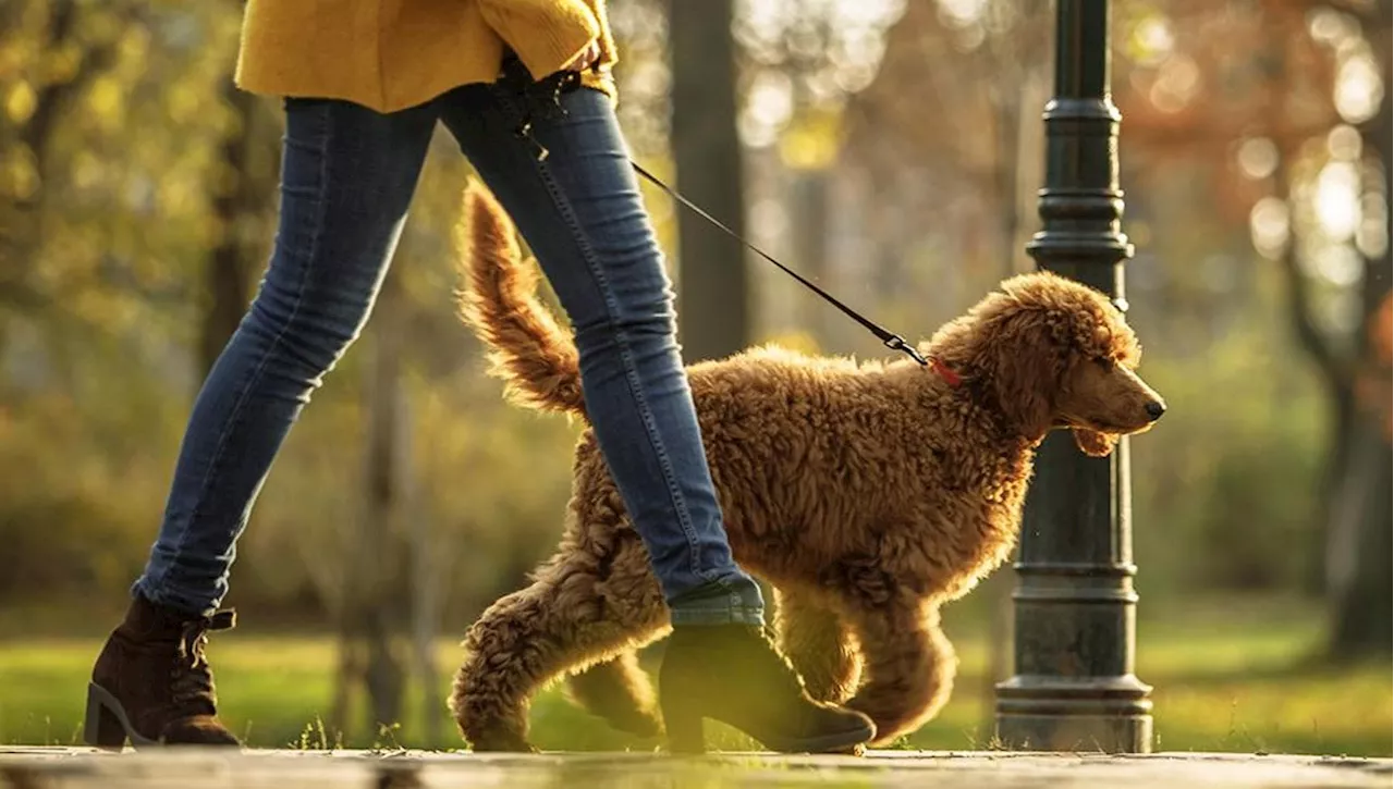 Milano, il dibattito sul divieto ai cani nei parchi