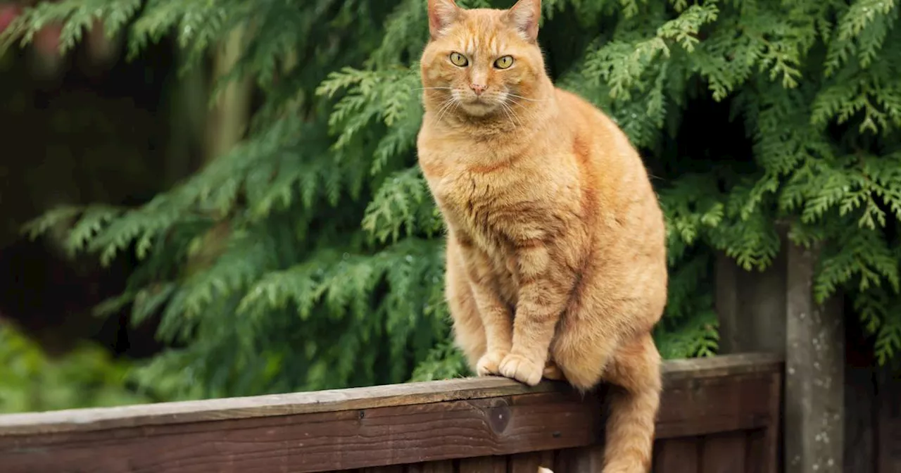 1250 euros d’amende pour une propriétaire dont le chat allait dans le jardin du voisin