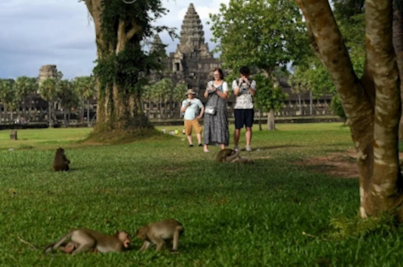 Angkor Wat Monkeys Turn Aggressive After YouTuber Feed Them