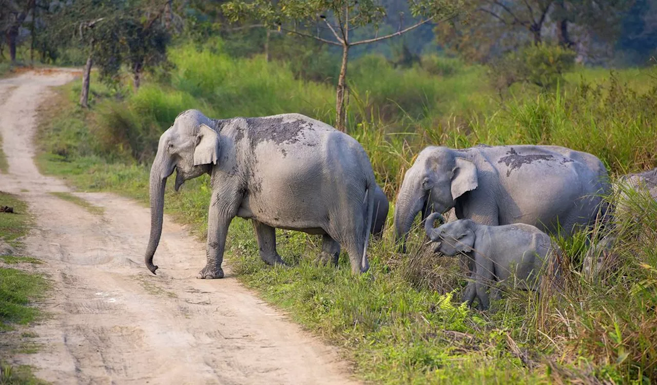 Touristen Tod in Indien durch Elefant Angriff