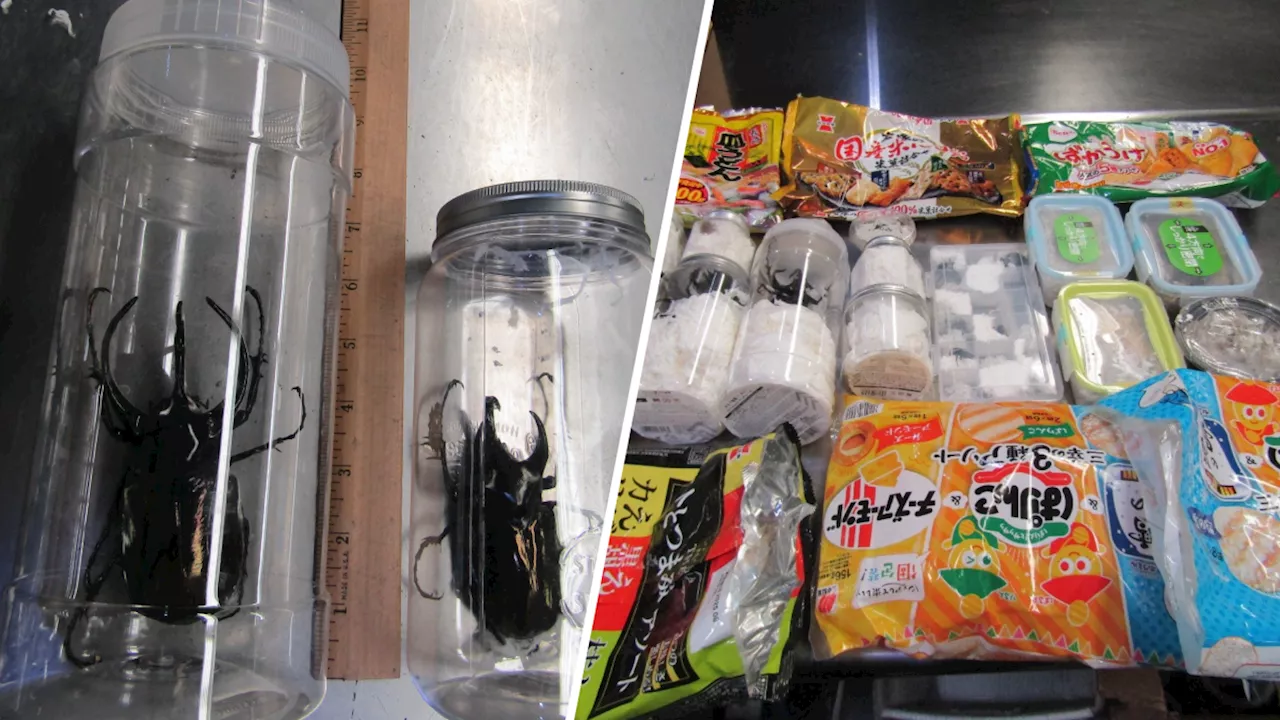 Live Beetles Hidden in Japanese Snacks Seized at LAX