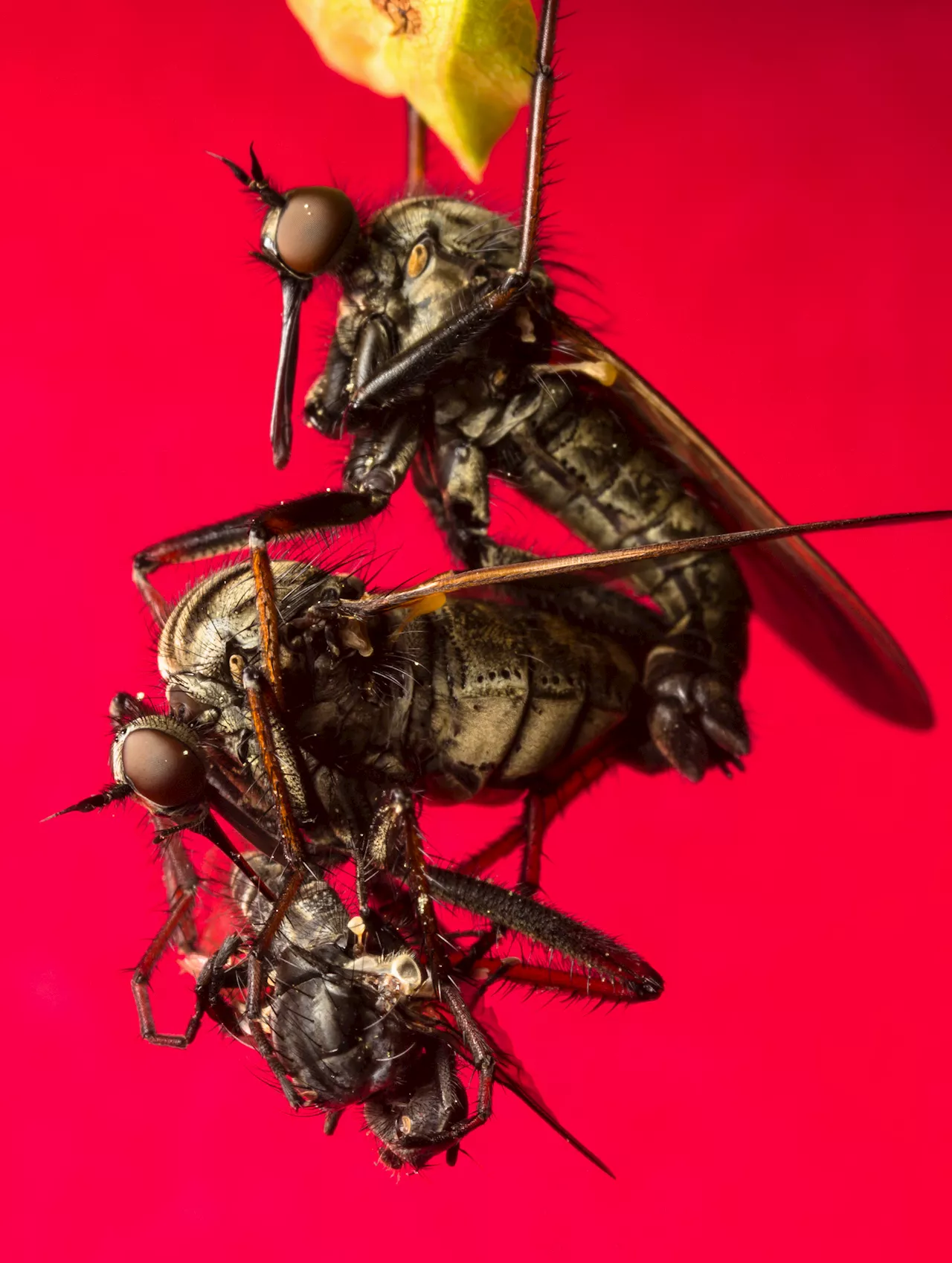 Fruit Fly Eyesight Sharpens in Evolutionary Battle of the Sexes