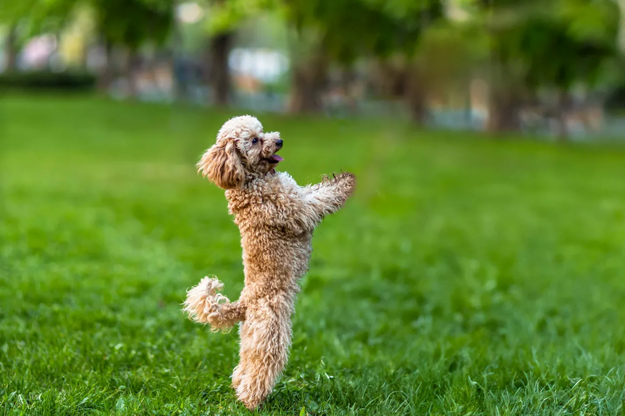 Woman's 'Mini' Doodle Grows Way Bigger Than Expected, Leaving Internet in Stitches