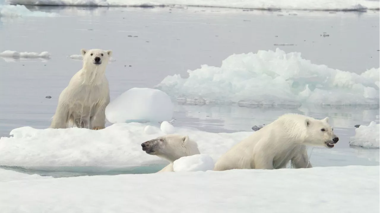 Polar Bear Fur Holds Secrets to Superior Anti-Icing