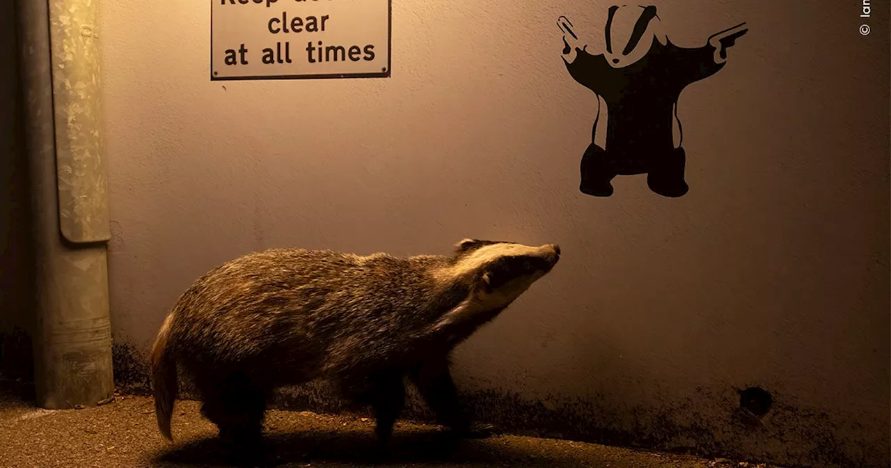 Badger Gazes at Graffiti in Serendipitous Photo Wins Wildlife Photographer of the Year