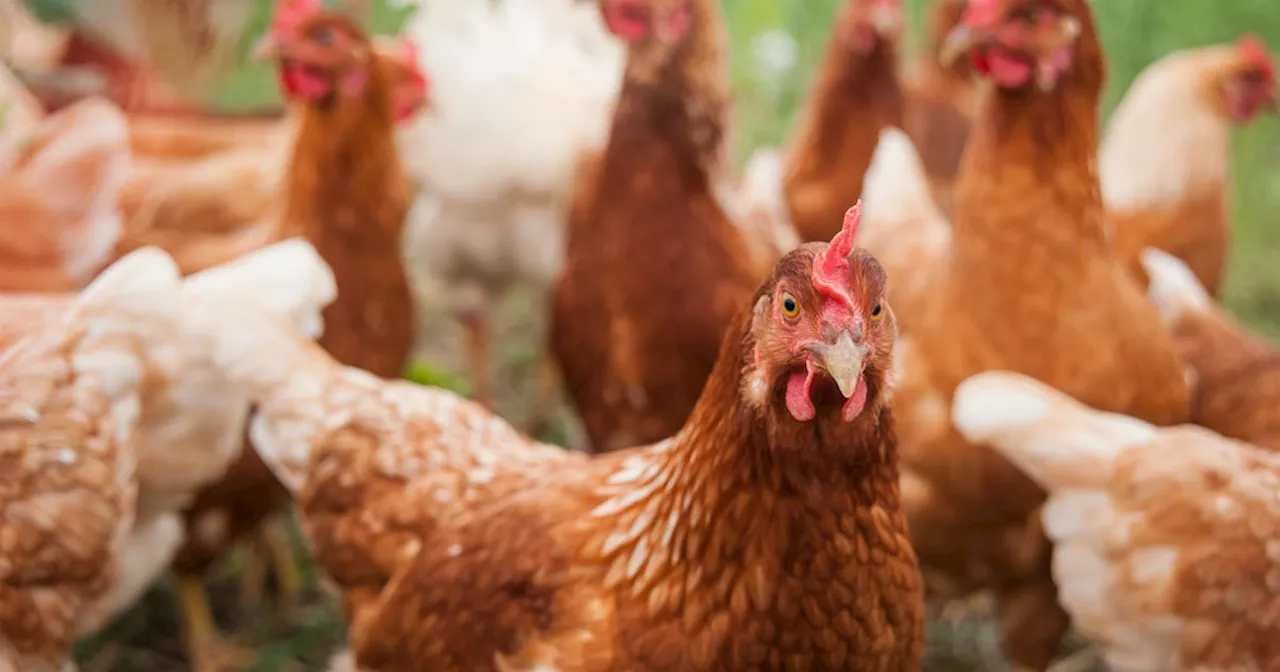 Bird Flu: What You Need to Know