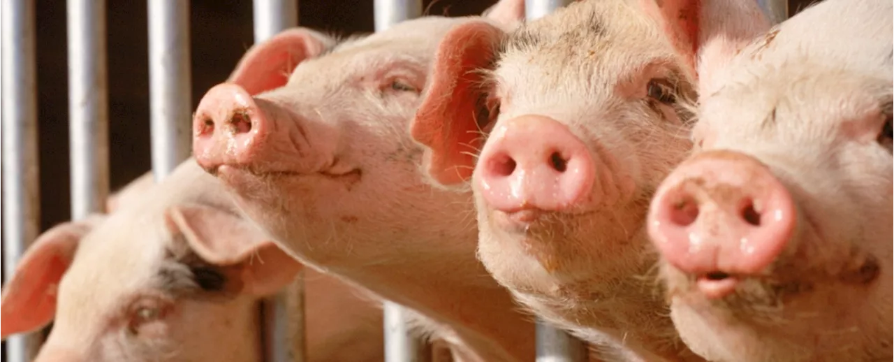 Pig Kidney Transplants Move Closer to Reality with FDA Approval