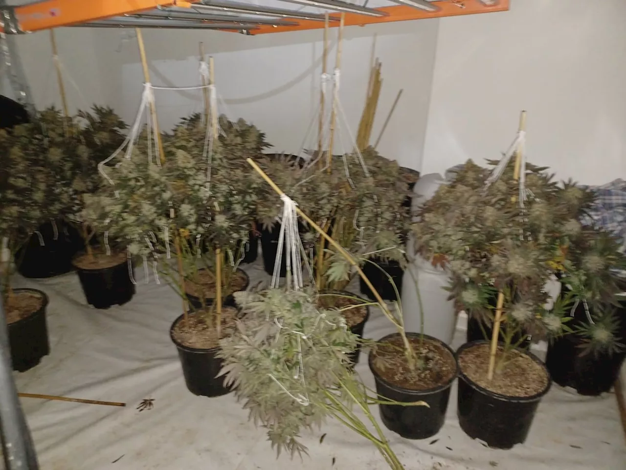 Police Discover Large Cannabis Farm in Hadley