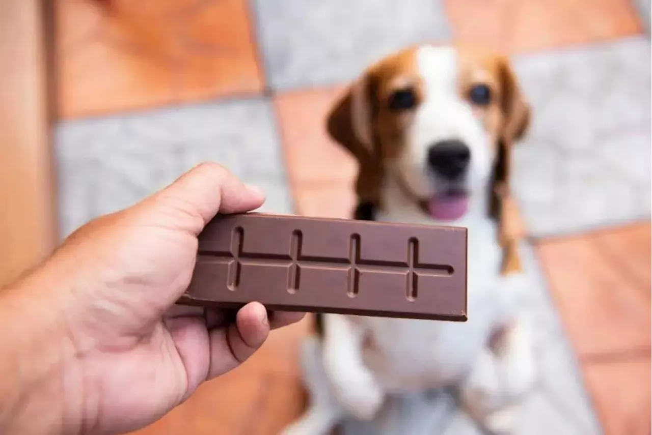 Show your dog some love and don’t let them eat chocolate on Valentine’s Day