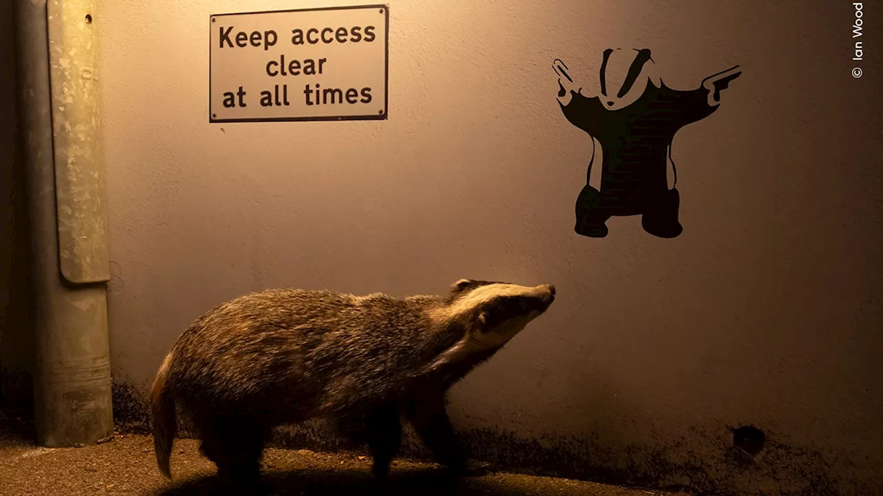 Badger Graffiti Wins Prestigious Wildlife Photography Award