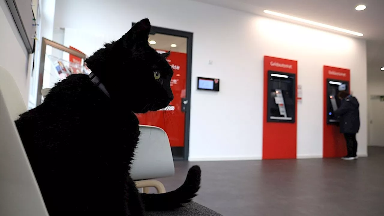 Der Bankkater Gorden: Ein Stammgast in Bockhorn