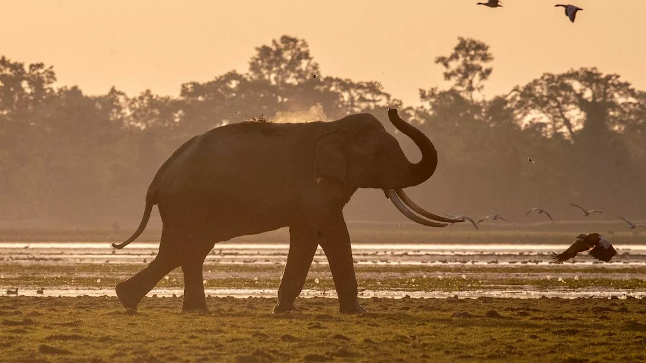 Indien: Deutscher Tourist wird von Elefant attackiert und stirbt