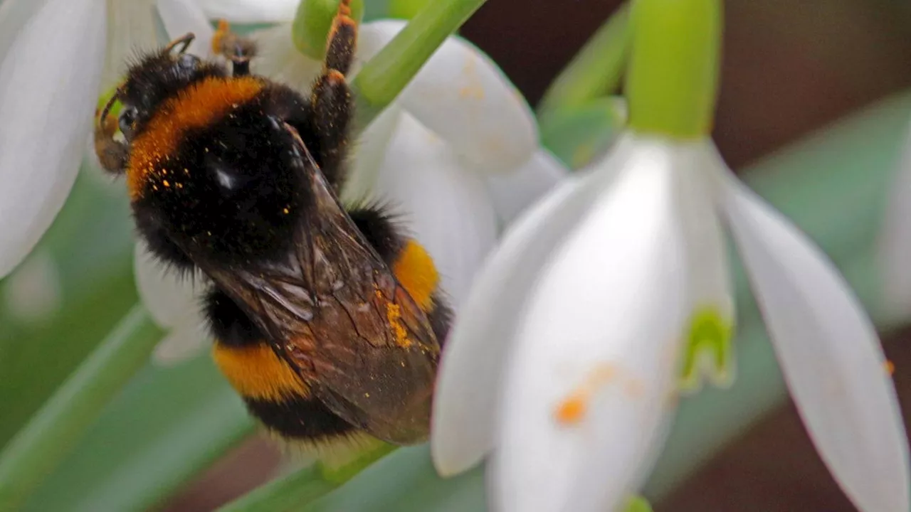 Insekten: So überstehen Mücken, Bienen & Co. den Winter