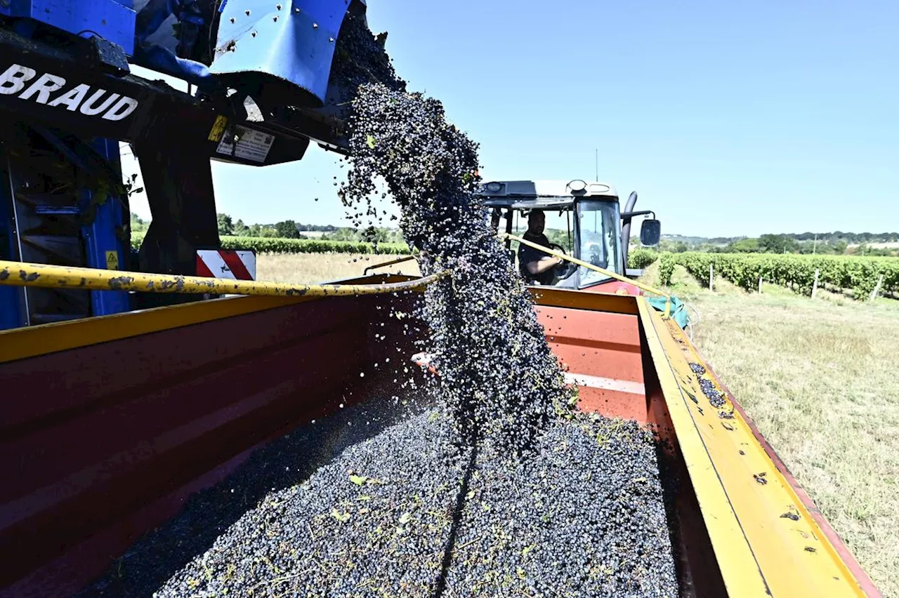 Albret Communauté aide les vignerons coopérateurs non payés