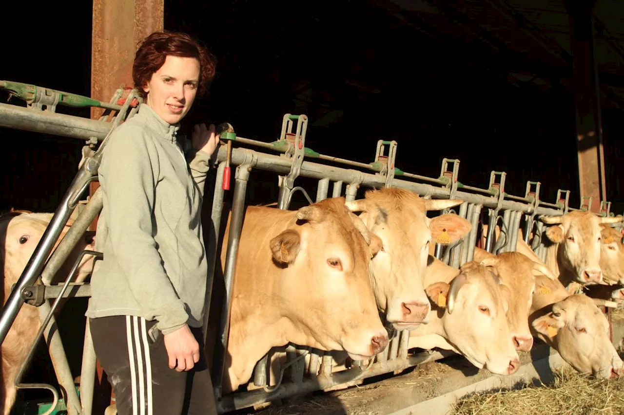 Pays basque : face à des cas de tuberculose bovine, 13 éleveurs de Soule refusent l’abattage de 1 000 bêtes saines