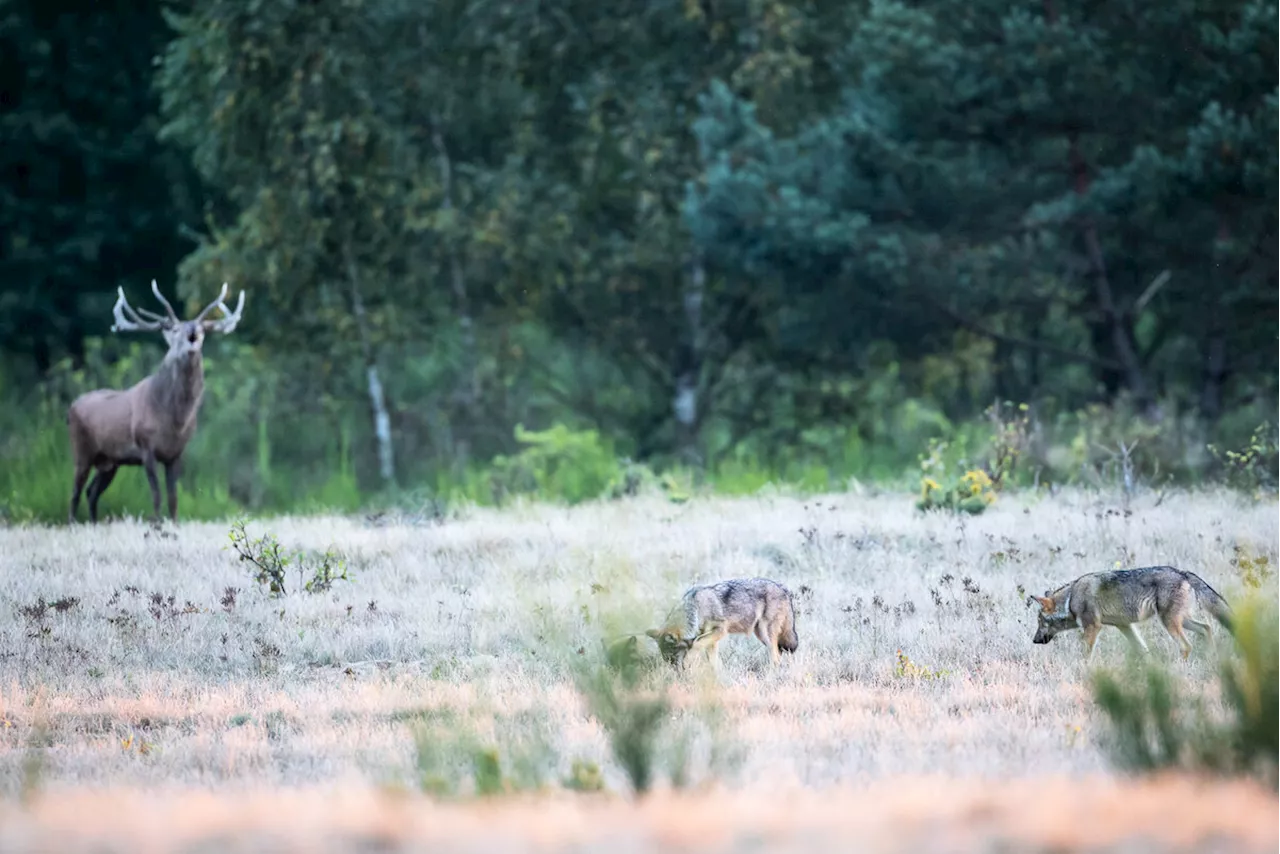 Wolf in Brandenburg: BUND-Experte Volpers kritisiert Abschuss-Plän