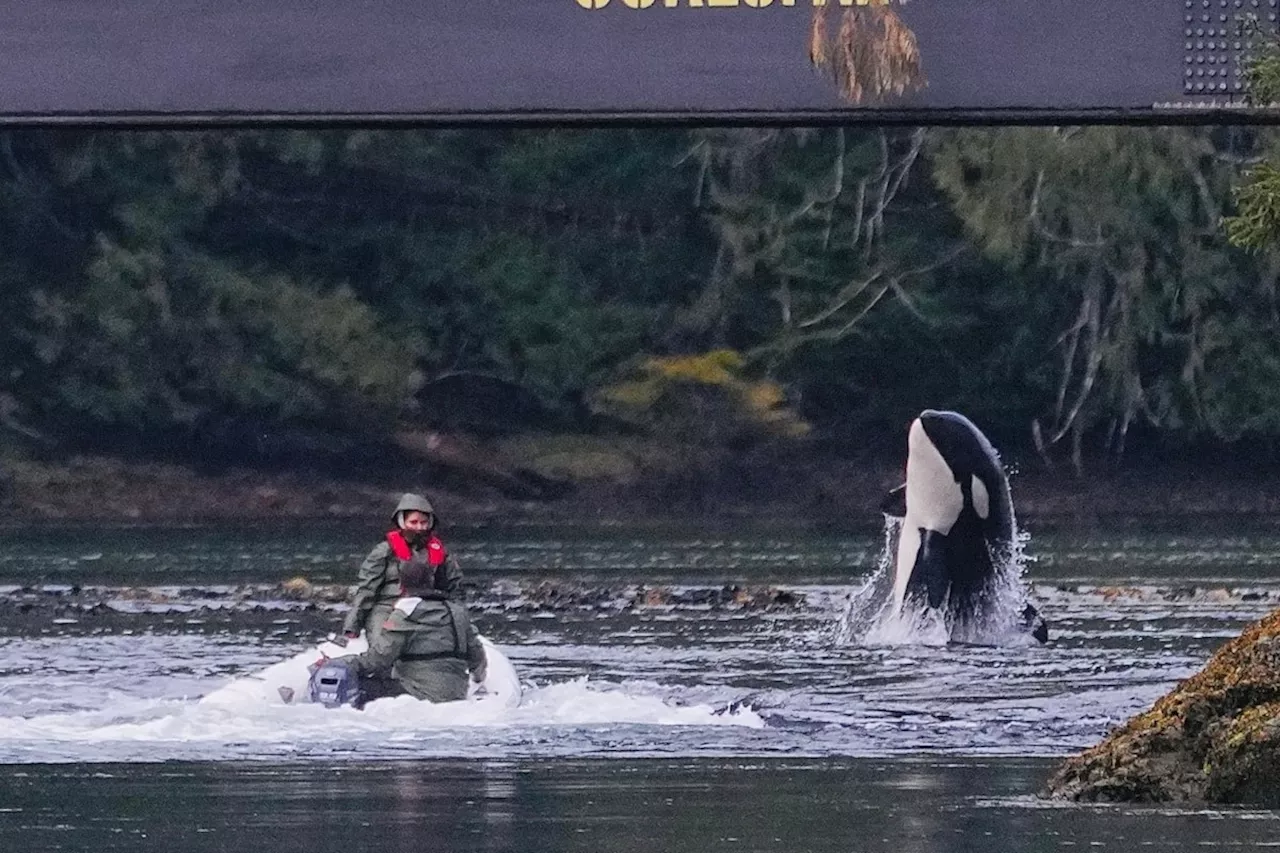 Hope Remains for Orphan Orca Calf Brave Little Hunter