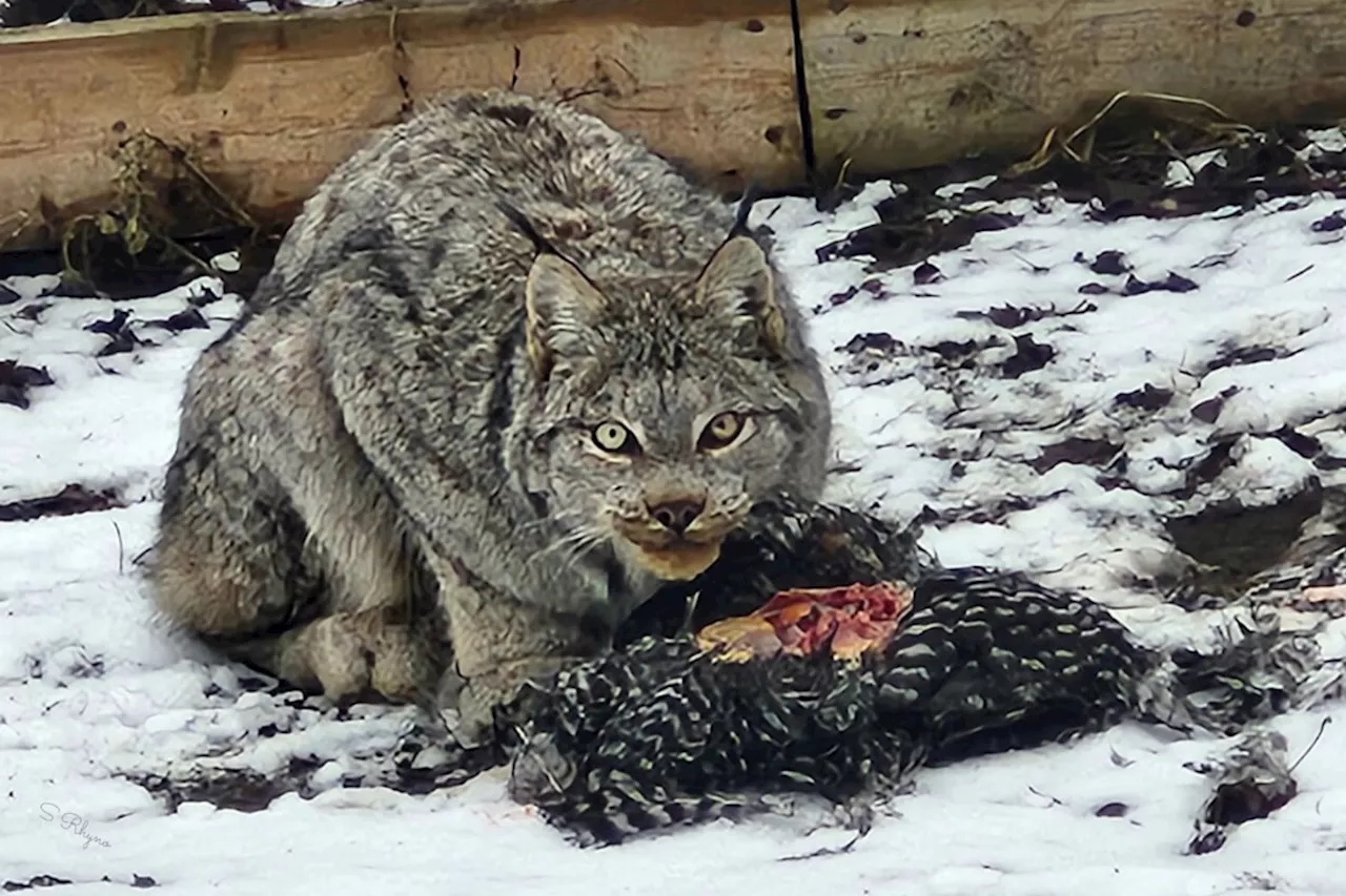 Lynx spotted feasting on chicken in Okanagan neighbourhood