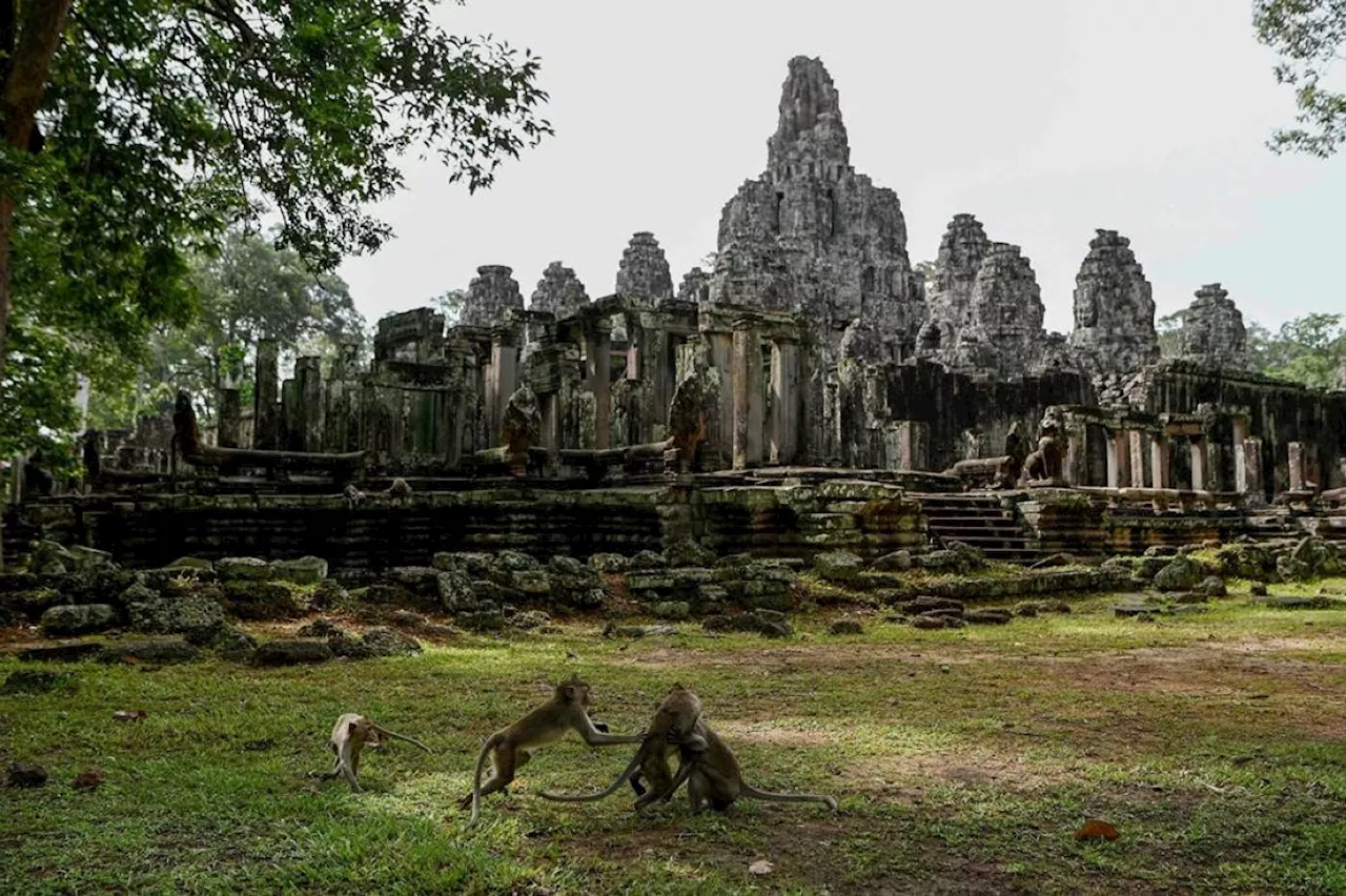 Angkor Wat Monkeys Turn Aggressive, Attacking Tourists and Damaging Temples