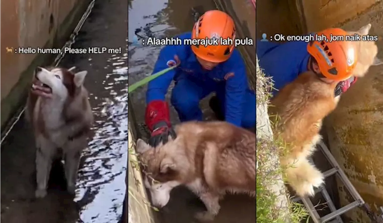 Rescued Husky Refuses To Climb Out of Drain