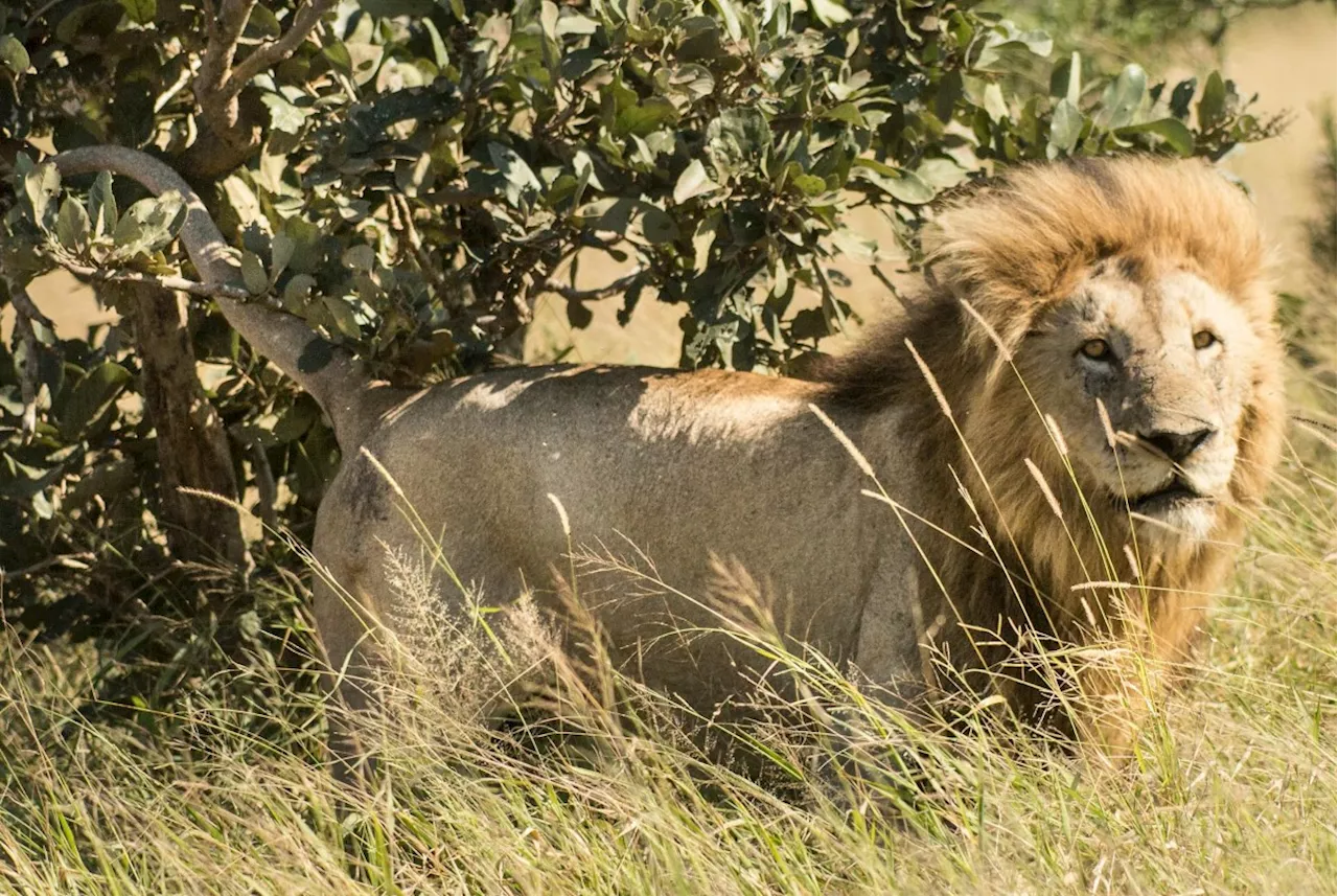 Leopard's Kindness to Struggling Lion Captures Hearts in New Wildlife Video