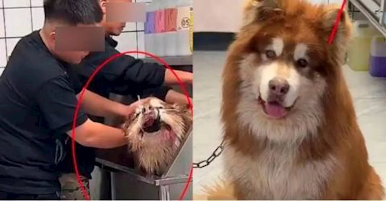 Chinese Influencer Faces Backlash After Dog's Death During Livestream