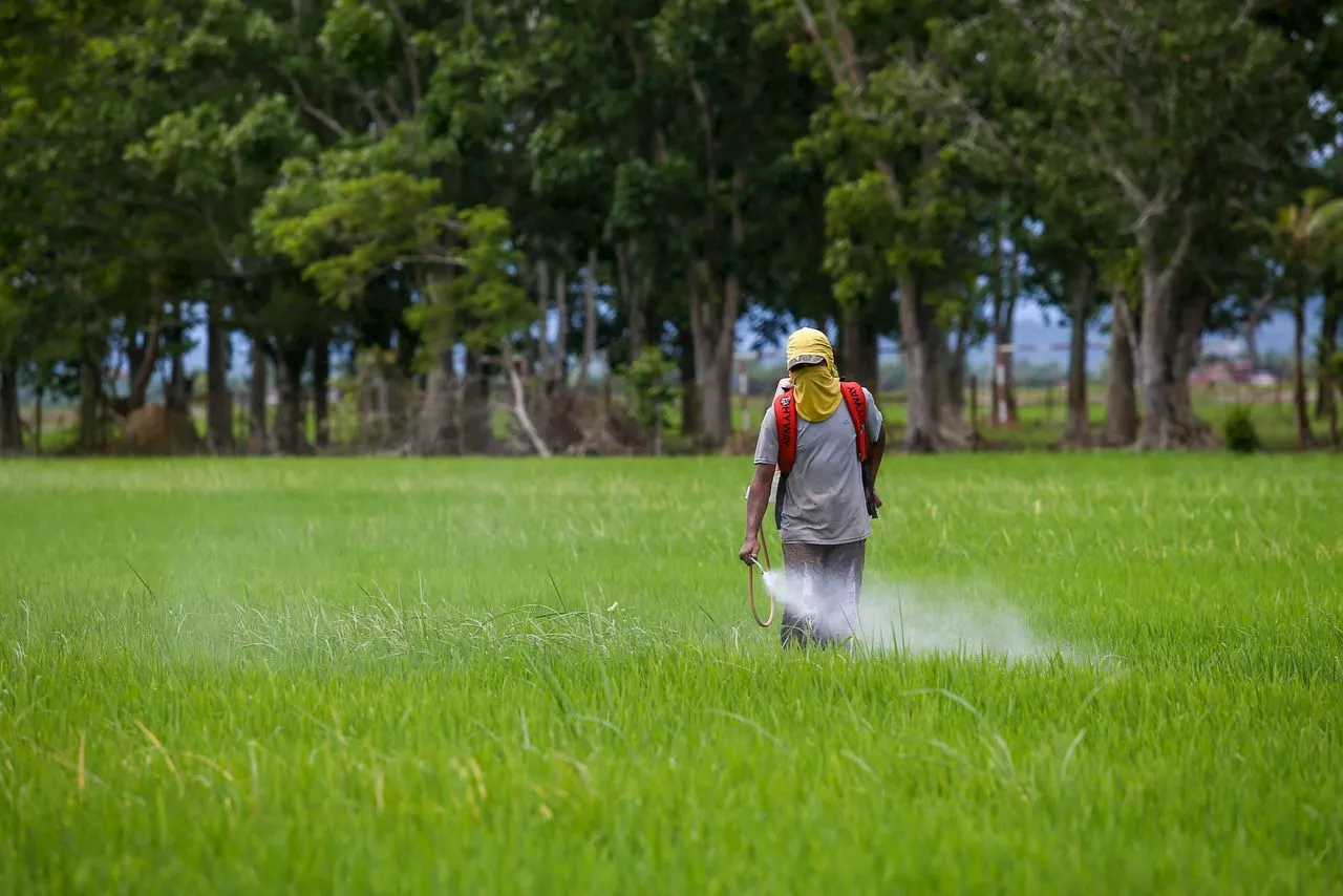 Malaysian Paddy Farmers Praise Government Announcement of New Floor Price for Paddy