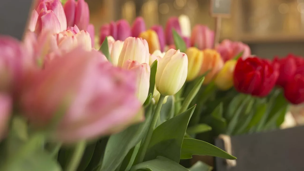 Dercks Tulpen: Tradition und Leidenschaft