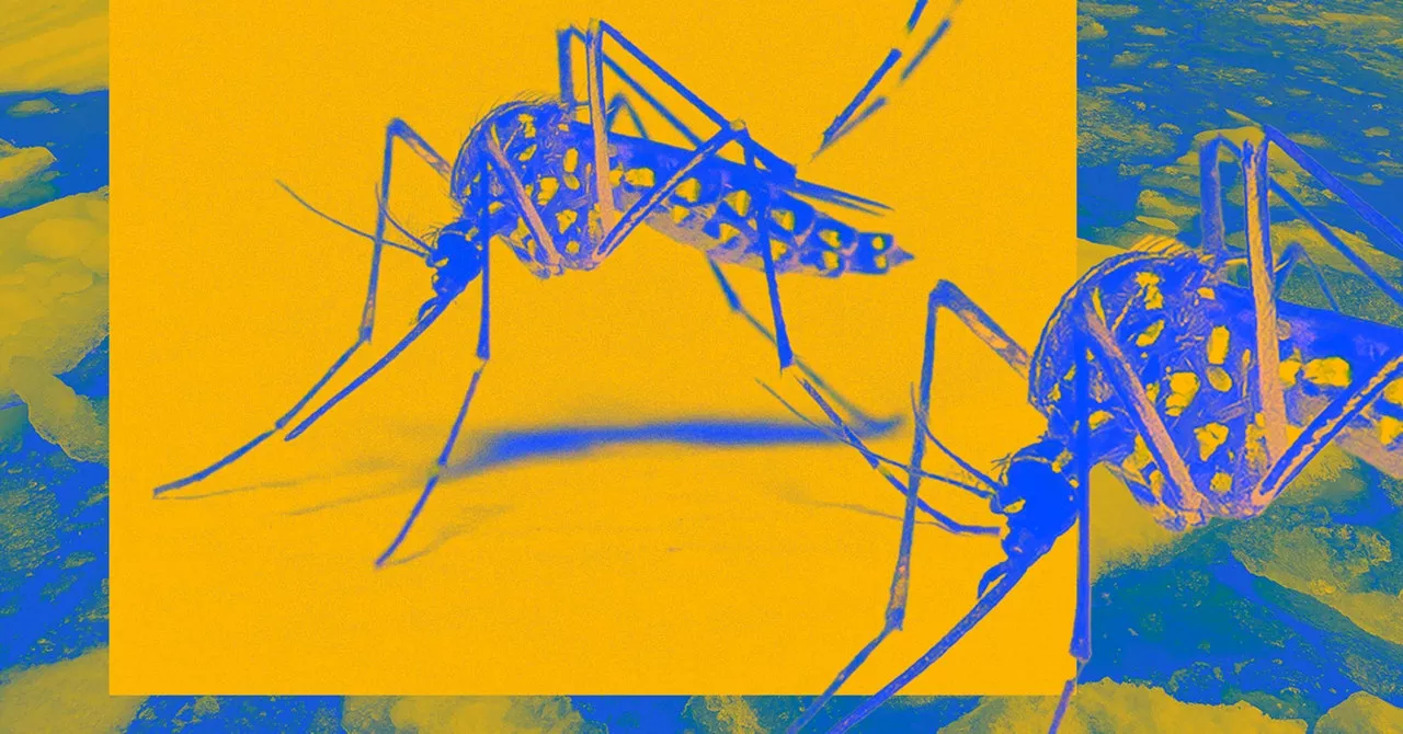 Dengue Boy: A Visceral and Surreal Journey Through a Climate Catastrophe