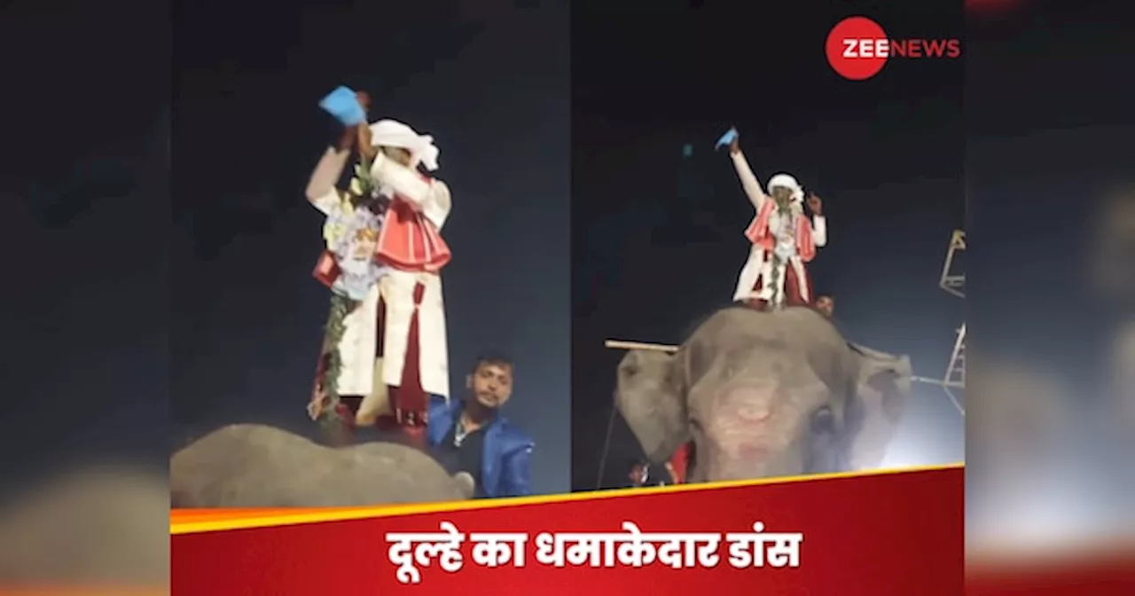 Viral Video: गजराज पर सवार होकर दूल्हे ने किया धमाकेदार डांस, मूव्स देख बराती रह गए दंग, देखें वीडियो