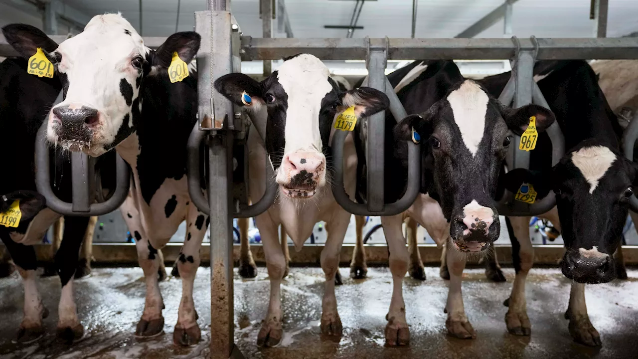 Second Bird Flu Strain Detected in US Dairy Cows, Raising Concerns