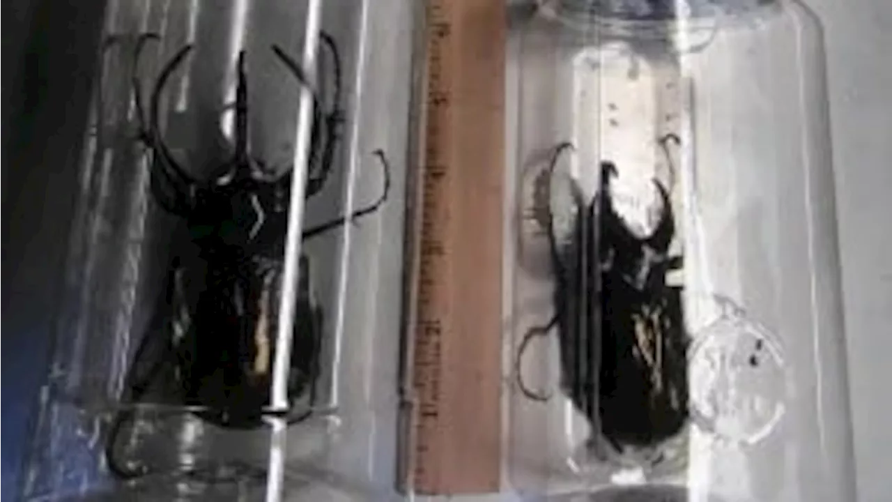 37 live giant beetles found inside Japanese snack packets at LAX