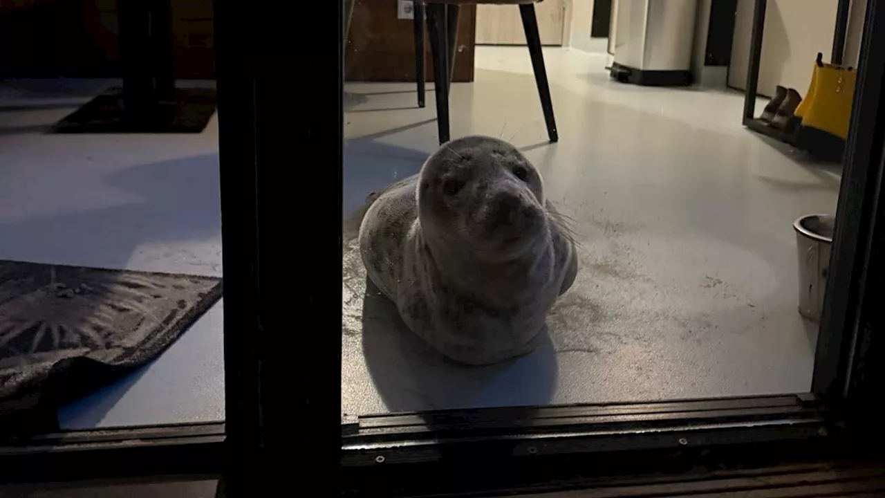 Grumpy Seal Takes a Nap in Dutch Hotel Room