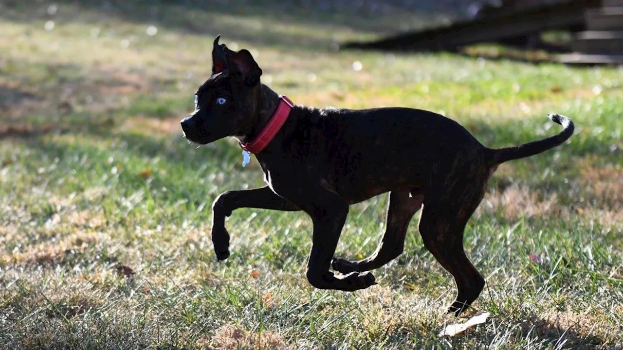 Kansas City Chiefs' Nnadi Trains Shelter Puppy for Puppy Bowl