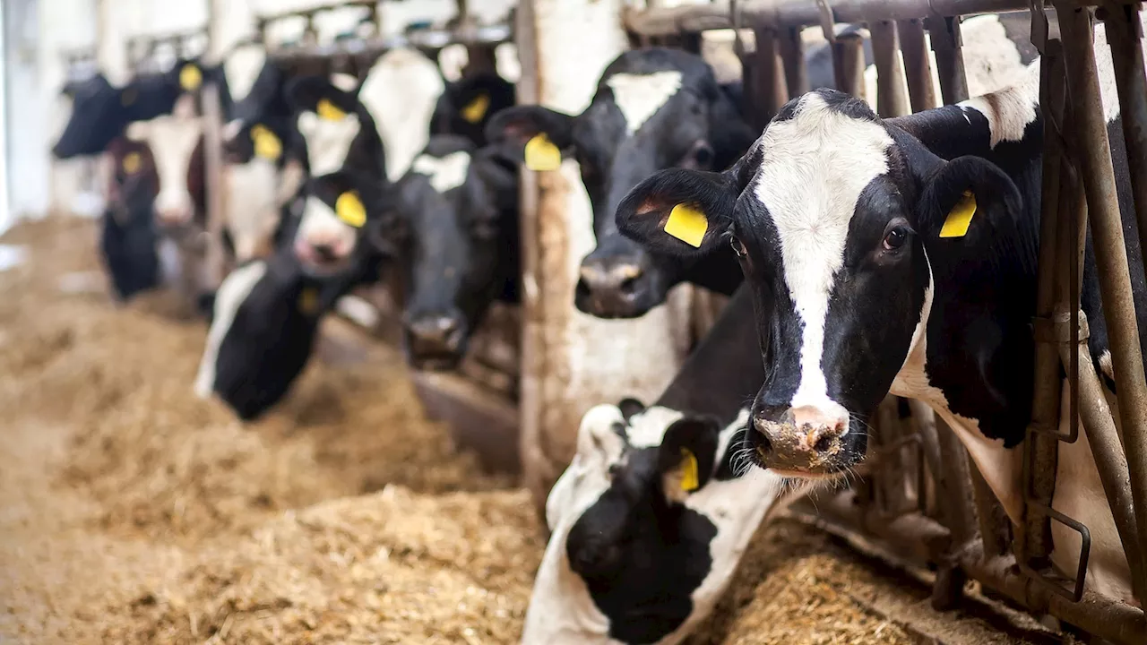 New Bird Flu Strain Detected in U.S. Dairy Cows