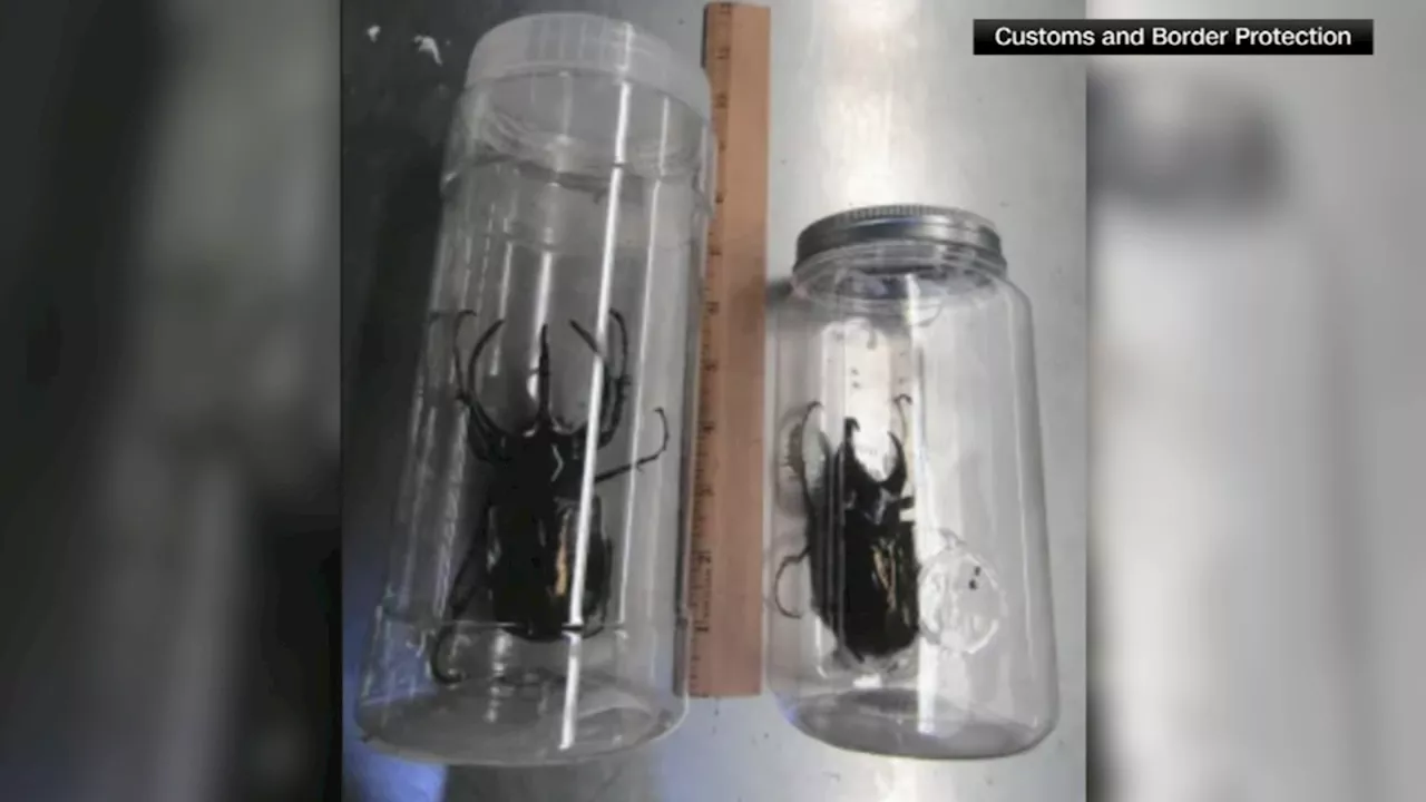 Giant Beetles Found Hidden in Japanese Snack Shipments at LAX