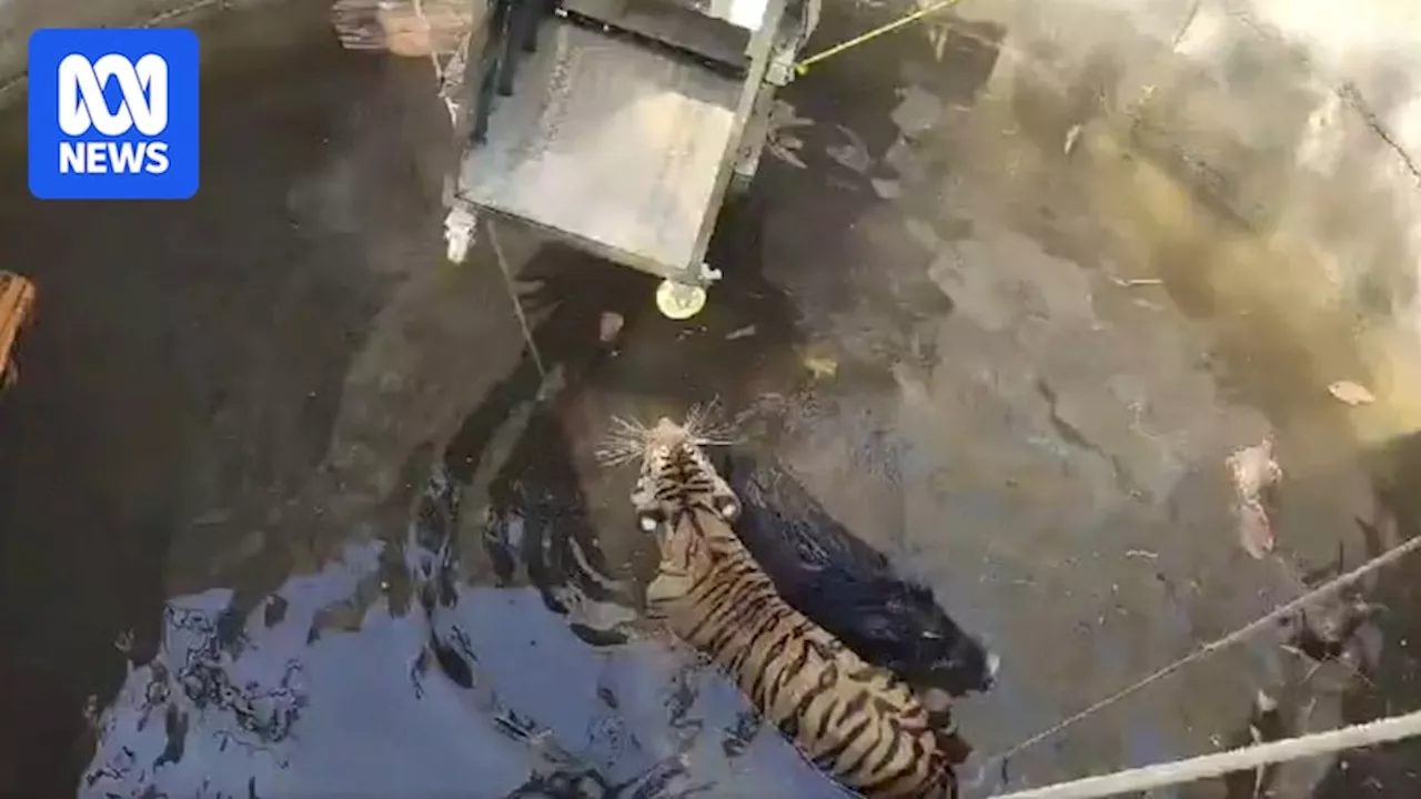 Tiger and Boar Rescued Together From Well After Wild Chase in India