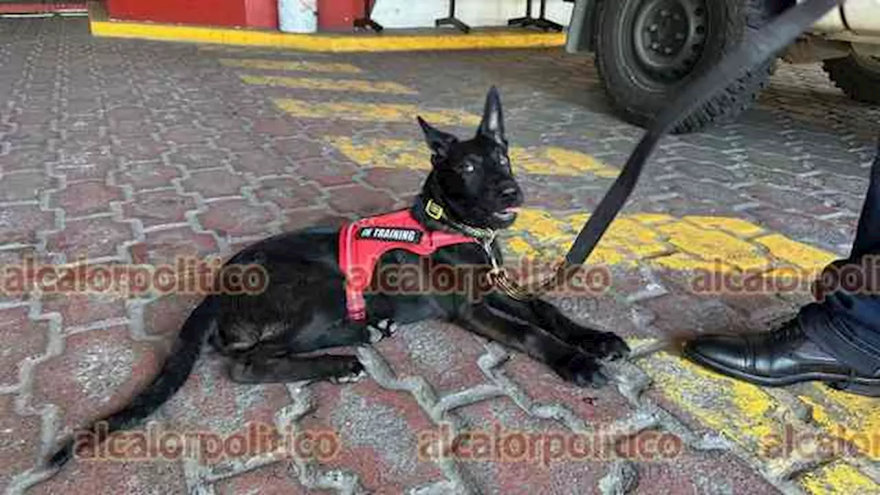 C cachorro de pastor belga malinois se prepara para ser rescatista