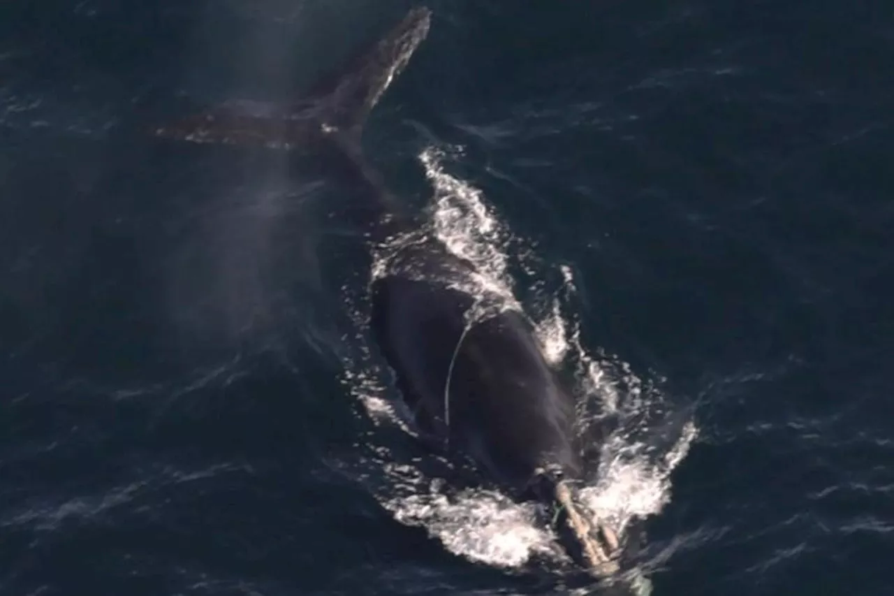 Viral Facebook Post Captures Rare Right Whale Encounter in Perdido Pass