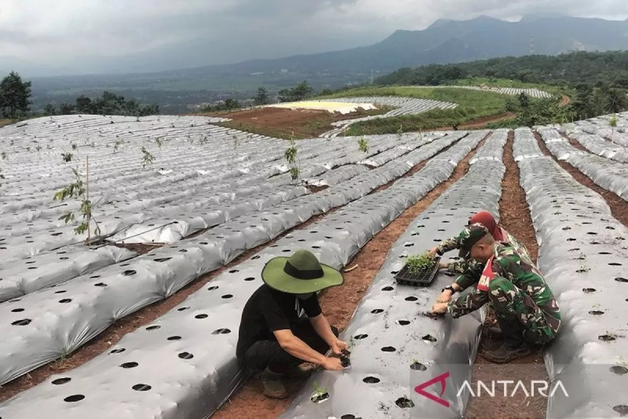 TNI Ubah Lahan Bekas Karet Menjadi Kebun untuk Ketahanan Pangan