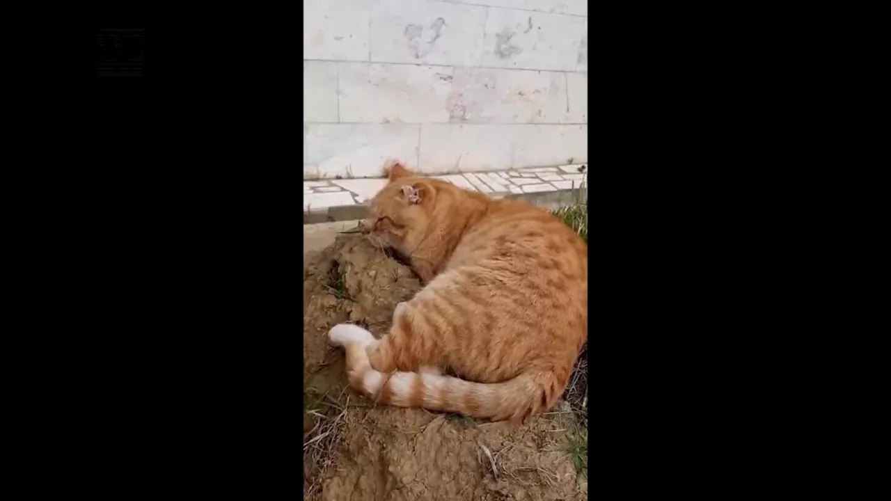 Loyal Cat Rescued After Seven Years on Owner's Grave