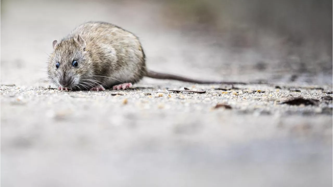 Sind Ratten besser als ihr Ruf?